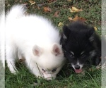 Small Photo #11 Pomsky Puppy For Sale in BAXTER, TN, USA