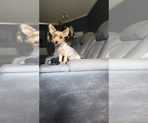 Medium Photo #4 Yorkshire Terrier Puppy For Sale in BENSON, NC, USA