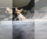 Small Photo #4 Yorkshire Terrier Puppy For Sale in BENSON, NC, USA