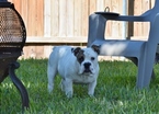Small Photo #2 Bulldog Puppy For Sale in MESQUITE, TX, USA