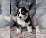 Small #10 Pembroke Welsh Corgi