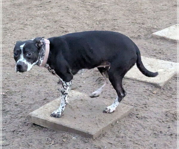Medium Photo #10 Staffordshire Bull Terrier-Unknown Mix Puppy For Sale in Munford, TN, USA
