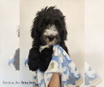 Small Sheepadoodle