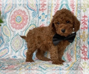 Poodle (Toy) Puppy for sale in LANCASTER, PA, USA