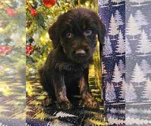 Shepadoodle Puppy for sale in COMMERCE, GA, USA