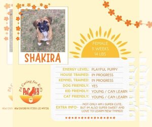 Boxer-Unknown Mix Dogs for adoption in New Oxford , PA, USA