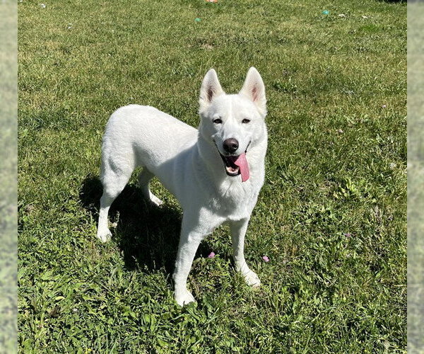 Medium Photo #3 Siberian Husky Puppy For Sale in Toronto, Ontario, Canada