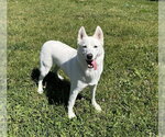 Small #2 Siberian Husky