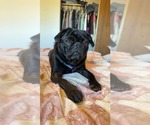 Small Pug