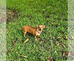 Small #9 Chiweenie