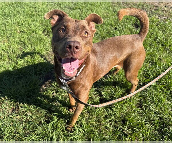 Medium Photo #2 Labrador Retriever-Unknown Mix Puppy For Sale in Ocala, FL, USA