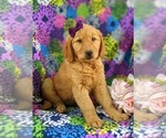 Small Photo #3 Golden Retriever Puppy For Sale in NARVON, PA, USA