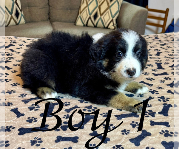 Medium Photo #11 Miniature Australian Shepherd Puppy For Sale in SALISBURY, NC, USA