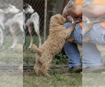 Small Photo #20 Poodle (Standard) Puppy For Sale in GARWOOD, TX, USA