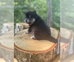 Small #8 Alaskan Klee Kai-Pomsky Mix