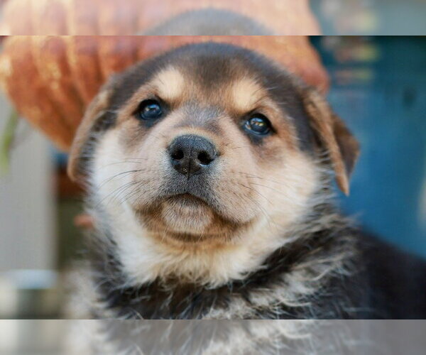 Medium Photo #1 Mutt Puppy For Sale in Lake Forest, CA, USA