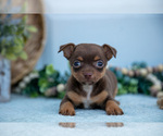 Small #2 Chihuahua