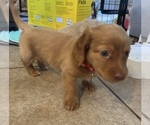 Puppy Theo Dachshund