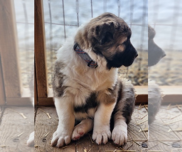 Medium Photo #1 Central Asian Shepherd Dog Puppy For Sale in Kars, Ontario, Canada