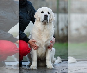 English Cream Golden Retriever Puppy for Sale in ARLINGTON, Tennessee USA