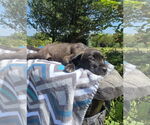 Small #2 Labrador Retriever Mix