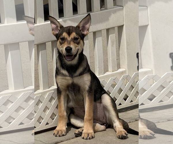 Medium Photo #7 Mutt Puppy For Sale in La Verne, CA, USA
