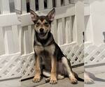 Small #6 Mutt