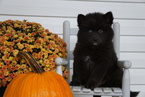 Small Photo #1 Pomsky Puppy For Sale in FREDERICKSBG, OH, USA