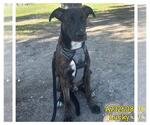 Small #1 Labrador Retriever Mix