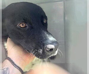 Labrador Retriever-Unknown Mix Dogs for adoption in Houston, TX, USA