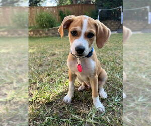 Beagle-Carolina Dog Mix Dogs for adoption in Cary, NC, USA