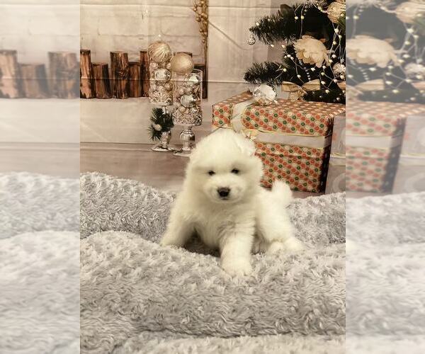 Medium Photo #3 Samoyed Puppy For Sale in DALY CITY, CA, USA