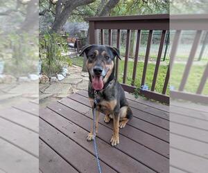 Rottweiler-Unknown Mix Dogs for adoption in San Antonio, TX, USA