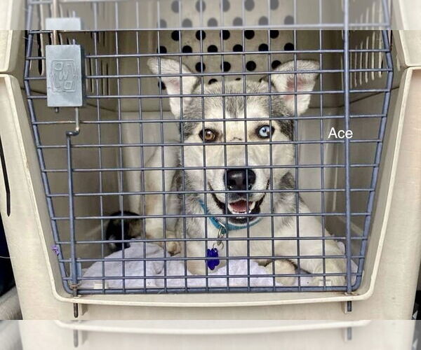 Medium Photo #2 Siberian Husky Puppy For Sale in Cedar Crest, NM, USA
