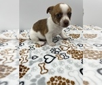 Small Photo #11 Jack Chi Puppy For Sale in SAINT AUGUSTINE, FL, USA