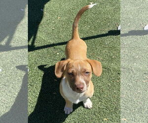 Beagle-Unknown Mix Dogs for adoption in La Verne, CA, USA