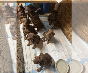 Doberman Pinscher Puppy for sale in ELMA, WA, USA