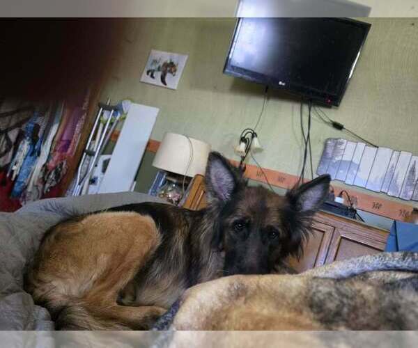 Medium Photo #5 German Shepherd Dog Puppy For Sale in LA FAYETTE, NY, USA