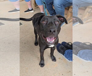 Nuka - Male American Pit Bull Terrier-German Shepherd Dog Mix Dog for Adoption - Photo #5