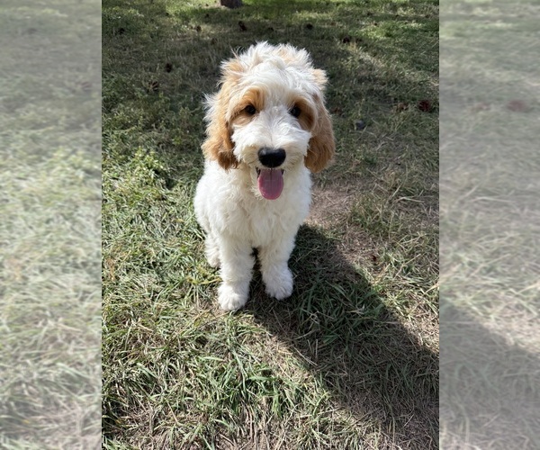 Medium Photo #16 Goldendoodle (Miniature) Puppy For Sale in ELBERT, CO, USA