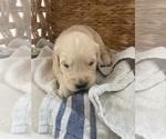 Small #12 Golden Retriever