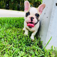 French Bulldog Puppy for sale in Nassau, New Providence, Bahamas