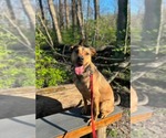 Small #1 American Pit Bull Terrier Mix