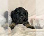 Cordell - Female Bernedoodle (Miniature) Puppy for Sale - Photo #11