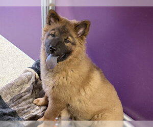 Chow Chow-German Shepherd Dog Mix Dogs for adoption in Ames, IA, USA
