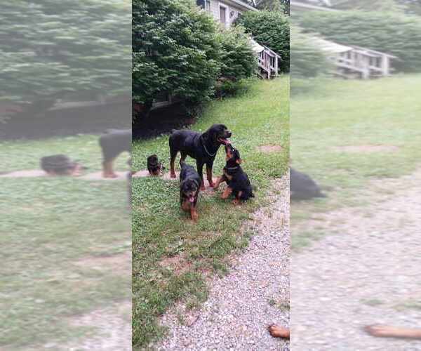 Medium Photo #1 Rottweiler Puppy For Sale in HANOVER, PA, USA