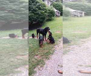 Father of the Rottweiler puppies born on 04/18/2025