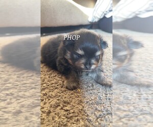 Pomeranian Puppy for sale in LEHIGH ACRES, FL, USA