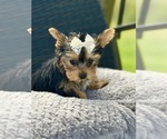 Puppy Chanel Yorkshire Terrier