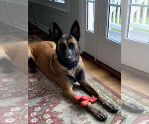 Mutt Dogs for adoption in Stevens Point, WI, USA